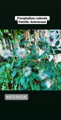 Porophyllum ruderale