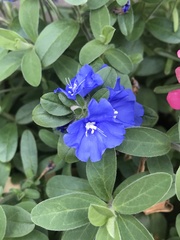 Evolvulus nuttallianus