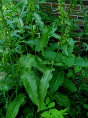 Rumex patientia