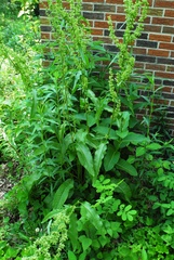 Rumex patientia