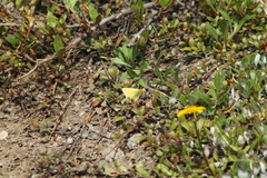 Colias canadensis