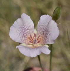 Calochortus striatus