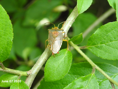 Acanthosoma denticaudum