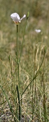 Calochortus striatus
