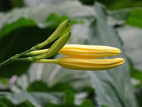 Hemerocallis lilioasphodelus