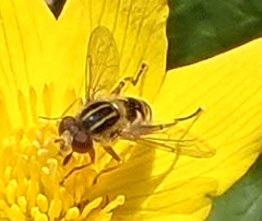 Anasimyia anausis