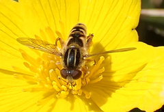 Anasimyia anausis