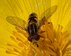 Anasimyia anausis