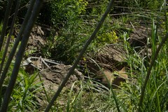 Canis latrans