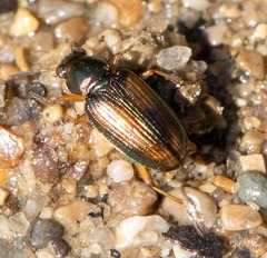 Bembidion confusum