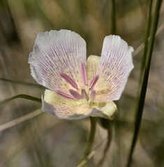 Calochortus striatus