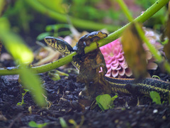 Thamnophis sirtalis