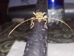 Lagocheirus araneiformis