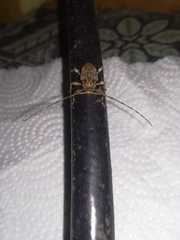 Lagocheirus araneiformis