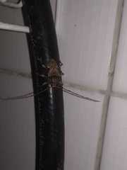 Lagocheirus araneiformis