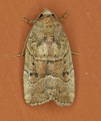 Elaphria fuscimacula