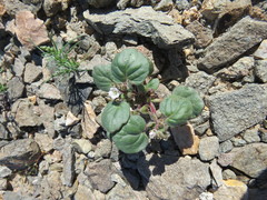 Phacelia neglecta