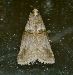 Acrobasis texana