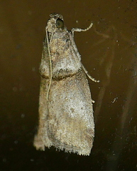 Acrobasis texana