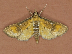 Niphograpta albiguttalis