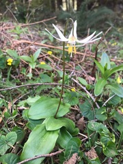 Erythronium elegans