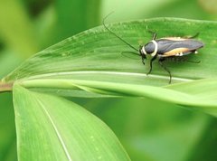 Hemithyrsocera vittata