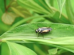 Hemithyrsocera vittata