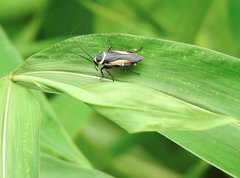 Hemithyrsocera vittata