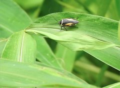 Hemithyrsocera vittata