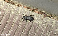 Clinterocera scabrosa