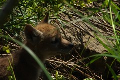 Canis latrans