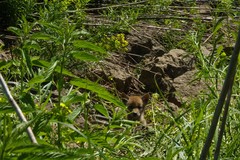 Canis latrans