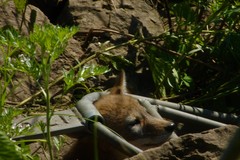 Canis latrans