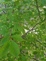 Megarhyssa greenei