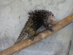 Coendou longicaudatus
