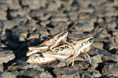 Monistria discrepans