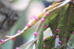 Rhipsalis elliptica