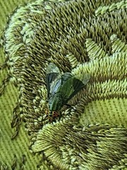 Chrysops niger