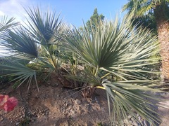 Nannorrhops ritchiana