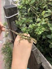 Diploderma polygonatum