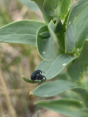 Mecinus janthiniformis