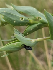 Mecinus janthiniformis
