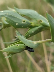 Mecinus janthiniformis