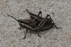 Monistria pustulifera