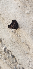 Nymphalis