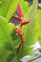 Heliconia schiedeana