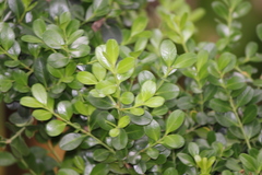 Buxus microphylla