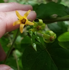 Gonolobus suberosus suberosus