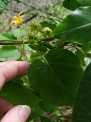 Gonolobus suberosus suberosus