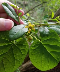 Gonolobus suberosus suberosus